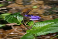 Rhynchoglossum notonianum